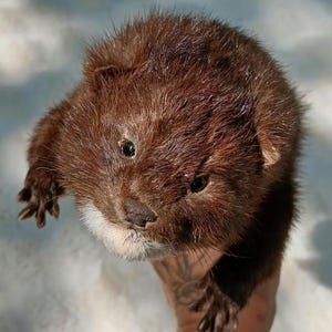 Mink soft mount (discounted)
