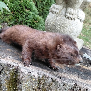 May include: A brown mink with dark fur is resting on a weathered tree stump. The mink's fur is a rich, dark brown color, and its small, dark eyes are visible. The animal is in a natural outdoor setting.