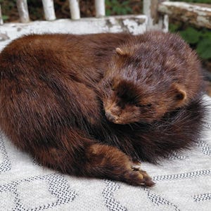 Soft mount sleeping mink
