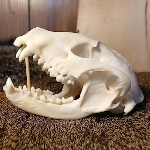 Raccoon skull
