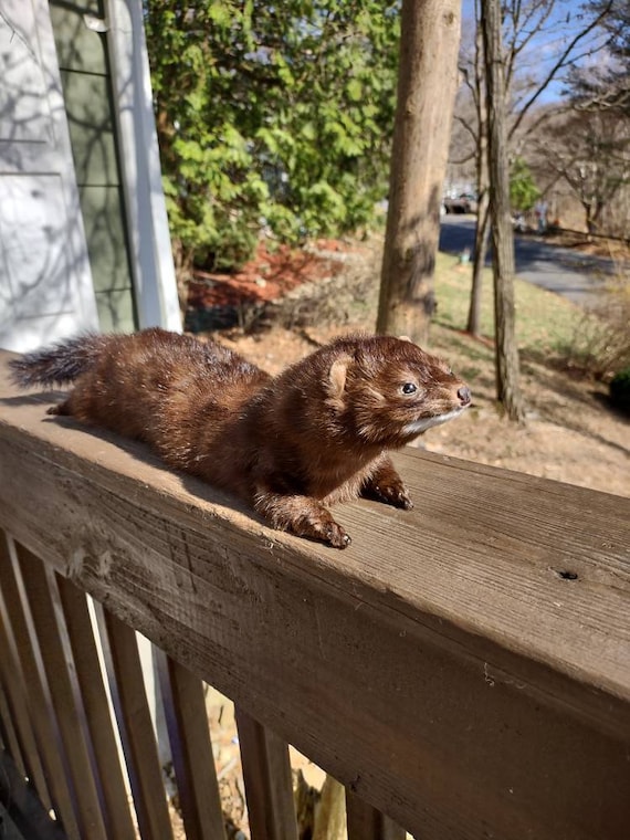 Soft Mount Mink Taxidermy Etsy