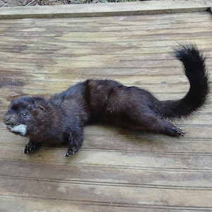 Mink soft mount-large