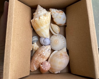 Seashell Mystery Box