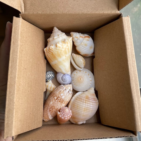 Seashell Mystery Box