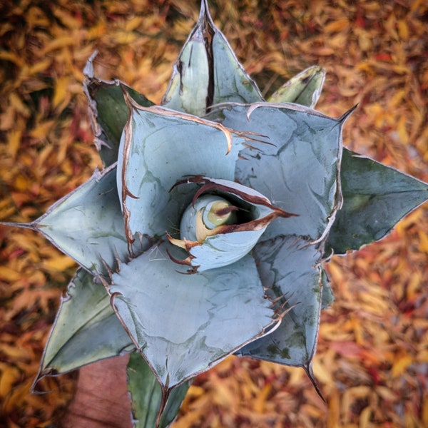 Agave Blue Titanota