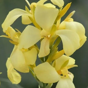 LIVE Plant - Cannova Lemon Canna Lily *Now In Stock!