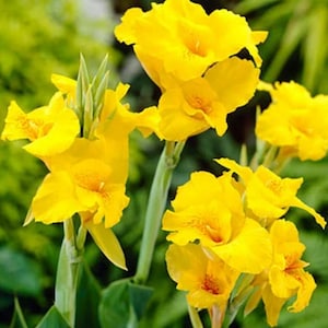 SEEDS - Banana Punch Canna Lily - 32 seeds per bottle