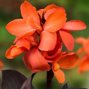 LIVE Plant - Happy Wilma Canna Lily *Now in Stock!