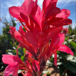 SEEDS - Berry Pink Canna Lily - 30 seeds per bottle