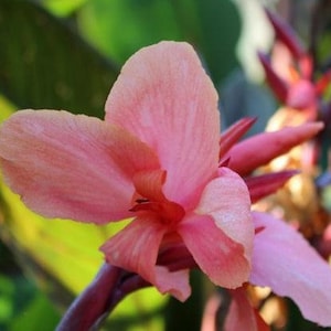 LIVE Plant - Whithelm Pride Canna Lily *Now In Stock!