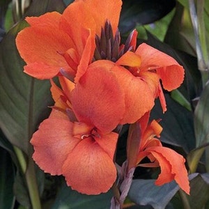 SEEDS - Cannova Orange Bronze Canna Lily - 32 seeds per bottle
