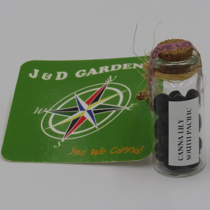 JDGardensNJ Canna Lily - Thumbnail 5