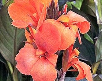 Canna African Sunset Plant: Variegated Foliage, Orange Flowers - Etsy