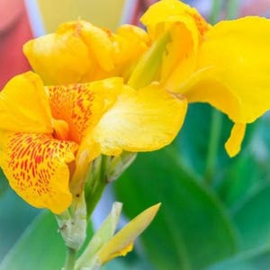 LIVE Plant - Golden Lucifer Canna Lily *Now In Stock!