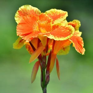 LIVE Plant - Pretoria Canna Lily *Now In Stock!