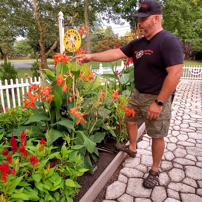 JDGardensNJ Canna Lily - Thumbnail 4