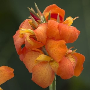 LIVE Plant - Cannova Orange Shades Canna Lily *Now In Stock!