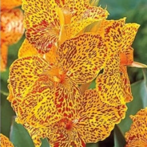 LIVE Plant - Picasso Canna Lily *Now In Stock!