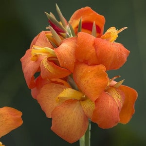 SEEDS - Cannova Orange Shades Canna Lily - 32 seeds per bottle