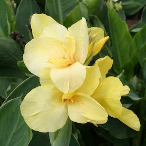 LIVE Plant - Primrose Yellow Canna Lily *Now In Stock!