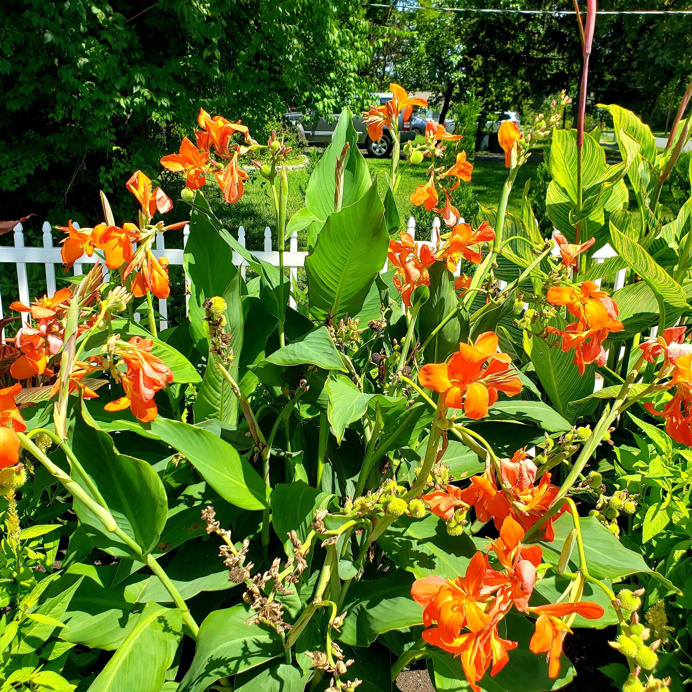 SEEDS - South Pacific Orange Canna Lily - 22 Seeds per Bottle - Etsy