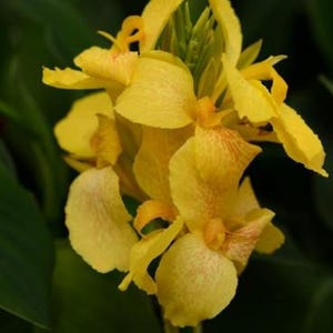 LIVE Plant - Cannova Yellow Canna Lily *Now In Stock!