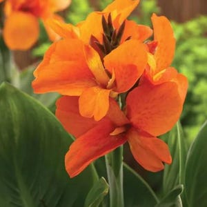 LIVE Plant - South Pacific Orange Canna Lily *Now In Stock!