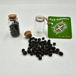 FEATURED Canna Seeds: Mixed Variety (Pack contains 50 seeds)