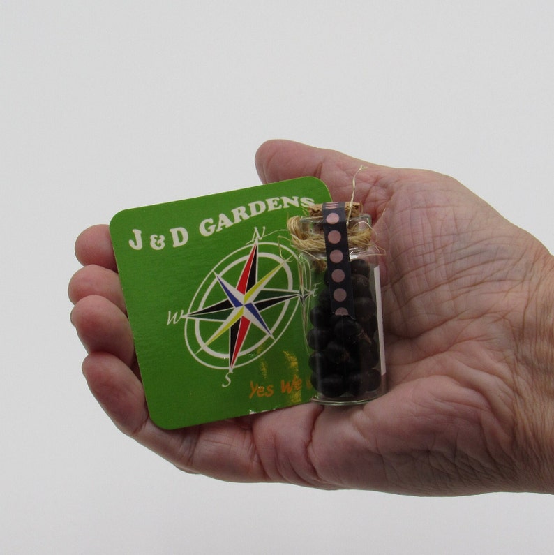 JDGardensNJ Canna Lily - Thumbnail 2