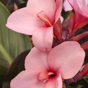 LIVE Plant - Cannova Bronze Peach Canna Lily *Now In Stock!