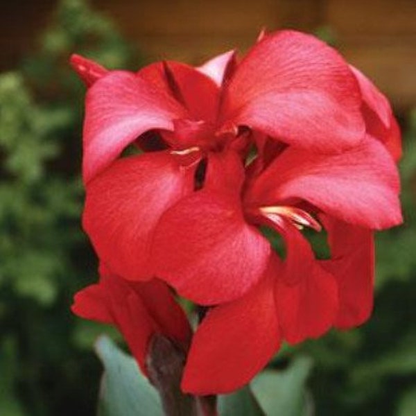 SEEDS - Cannova Rose Canna Lily - 26 seeds per bottle