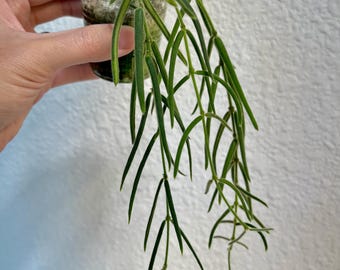 2&quot; Hoya Linearis ROOTED | Rare Hoya | Live Houseplant