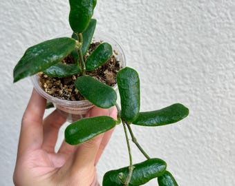 2&quot; Hoya Rotundiflora ROOTED | Exact Plant | Square-Shaped Leaves | Rare Hoya | Live Houseplant