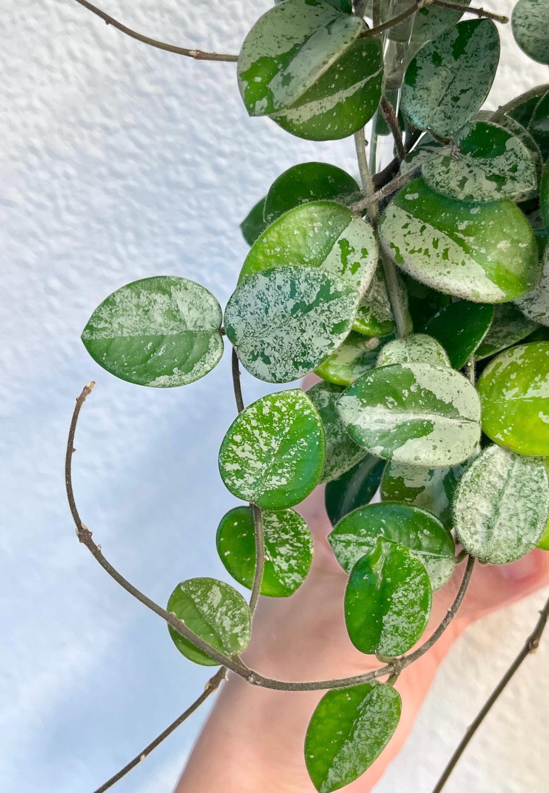 Cutting: Hoya Mathilde Splash/Silver 1 node | Fresh Cutting | Live Houseplant | Unrooted