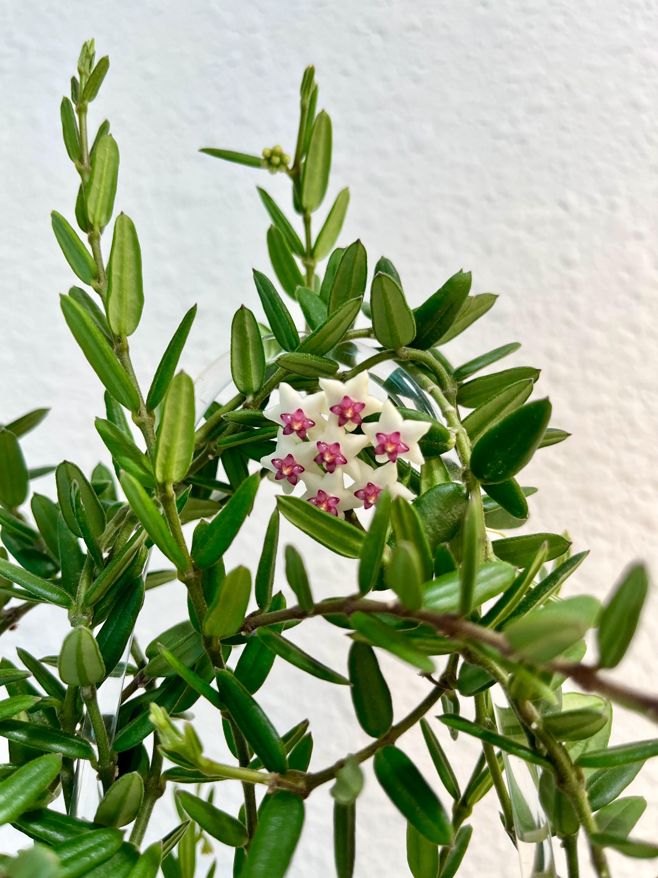 Cutting: Hoya Engleriana 3-node | Small Leaves | Rare Hoya | Fresh Cutting | Live Houseplant| Unrooted