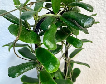Cutting: Hoya Rotundiflora 1-node | Square-Shaped Leaves | Rare Hoya | Fresh Cutting | Live Houseplant| Unrooted