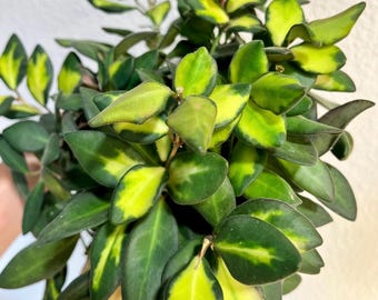 Cutting: Hoya Burtoniae Variegated 1-node | Fresh Cutting | Live Houseplant| Unrooted