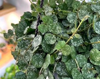 Hoya Curtisii Albomarginata Rooted Active Growth Point + Free