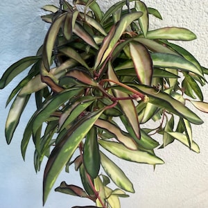 May include: A hanging Hoya plant with long, variegated leaves in shades of green, cream, and pink. The leaves have dark green edges and red stems. The plant is suspended by a black cord against a white background.