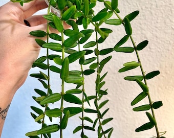 2&quot; Hoya Engleriana ROOTED | Exact Plant | Small Leaf hoya | Rare Hoya | Live Houseplant
