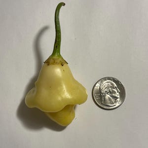 Aji Fantasía Blanco