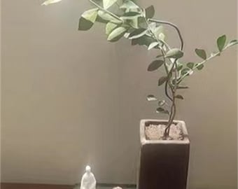 Plant bonsai four seasons evergreen decoration for indoor office study