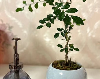 Plant bonsai four seasons evergreen decoration for indoor office study