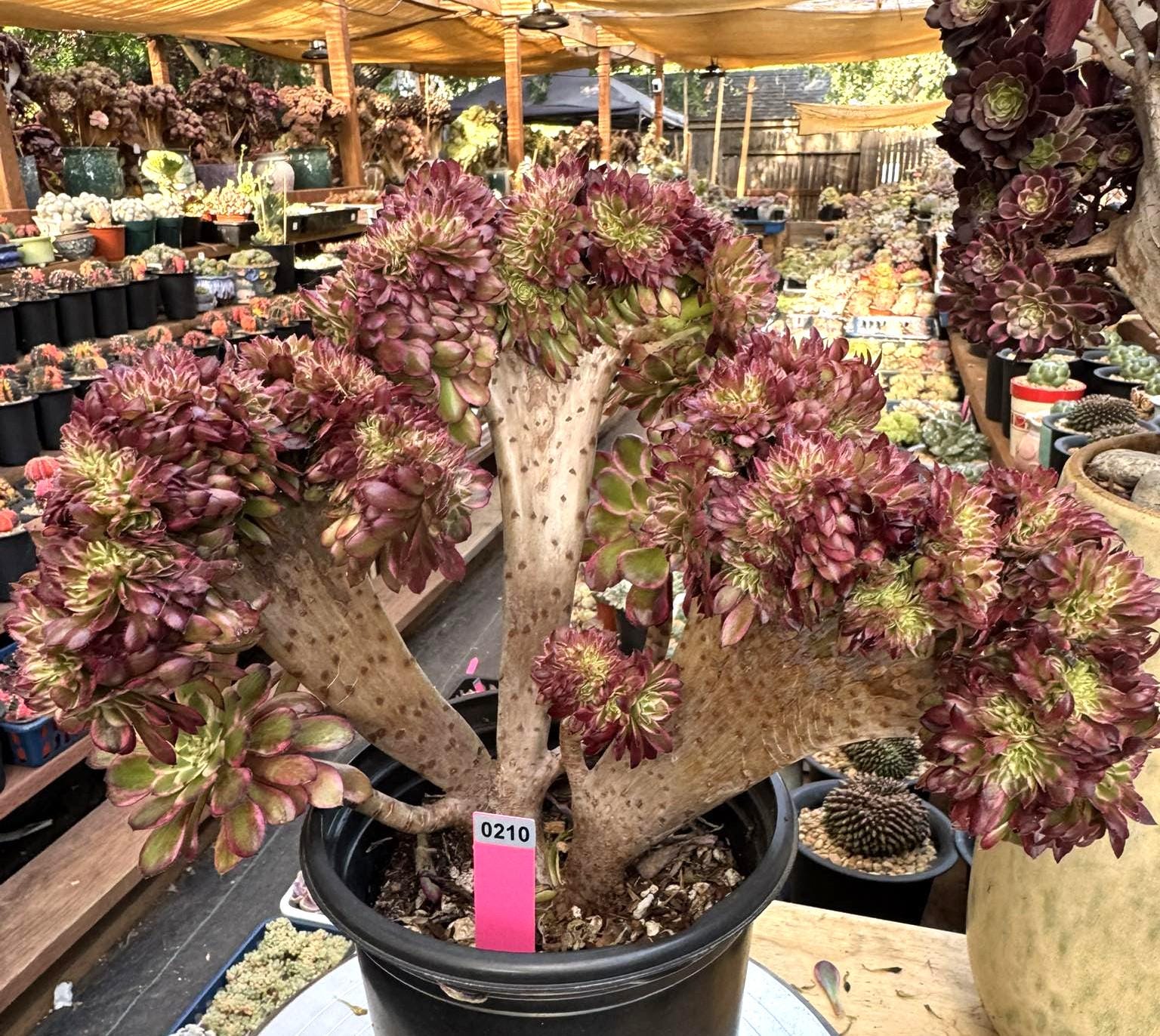 succulents hens and chicks Sempervivum Hybridum (Hen & Chicks Cactus Mixed) Succulent Seeds