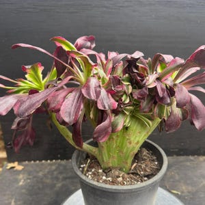 May include: A potted succulent plant with deep burgundy and green leaves. The plant has a thick, green stem with small brown spots. The pot is black and filled with soil. The leaves have a unique, ruffled texture.