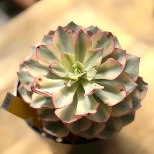 May include: A variegated succulent plant with thick, fleshy leaves arranged in a rosette pattern. The leaves feature a blend of pale green and creamy white coloration with distinct pink edges. A small yellow plant tag with the number 0567 is visible.