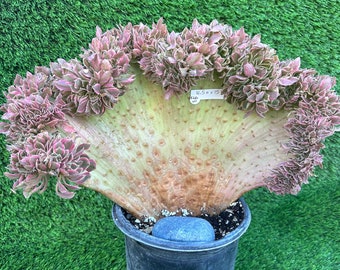 Huge Aeonium Pink Witch variegated crested from Korea