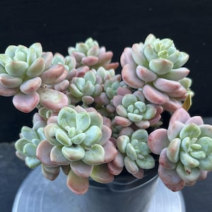 Pachyphytum Miul in 1 gallon pot #104