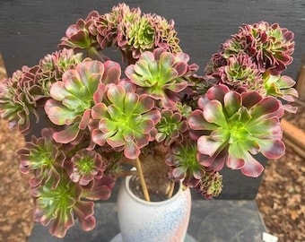 Aeonium Pink Princess Variegated in One Gallon Pot #321 - Etsy