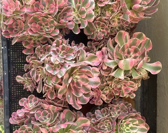 Aeonium Pink Witch with lots of rosettes